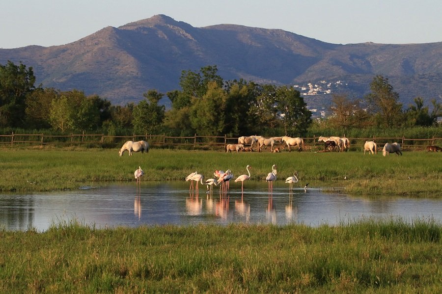 Aiguamolls de l'Empordà