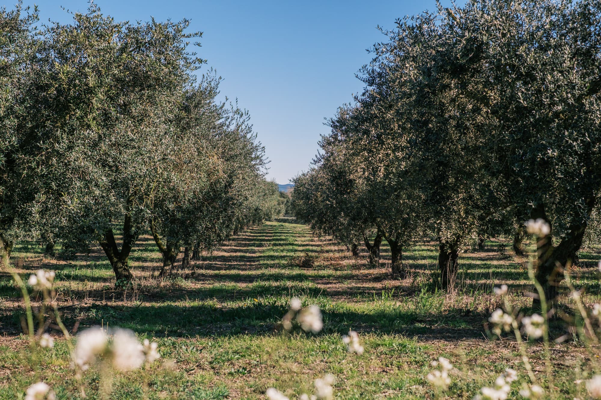 Olivares Can Companyo · 35 Ha